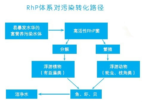 RhP生物技术转化路径