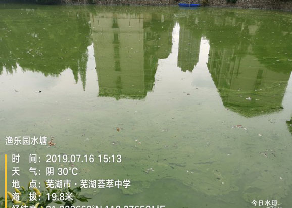 芜湖荟萃中学校内水塘蓝藻治理